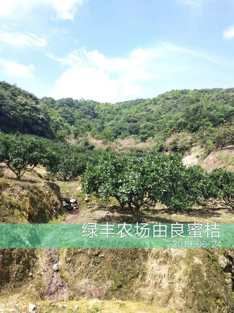 浙江宁海正宗由良蜜桔大树早熟蜜桔温州蜜桔丰产收益早树型好