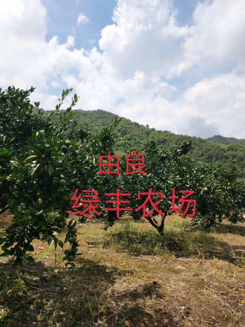 浙江宁海正宗由良蜜桔大树早熟蜜桔温州蜜桔丰产收益早树型好