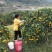 浙江宁海正宗由良蜜桔大树早熟蜜桔温州蜜桔丰产收益早树型好