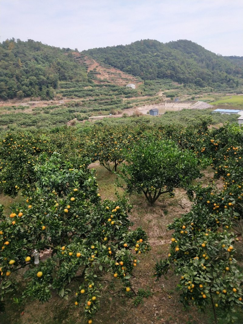 浙江宁海正宗由良蜜桔大树早熟蜜桔温州蜜桔丰产收益早树型好