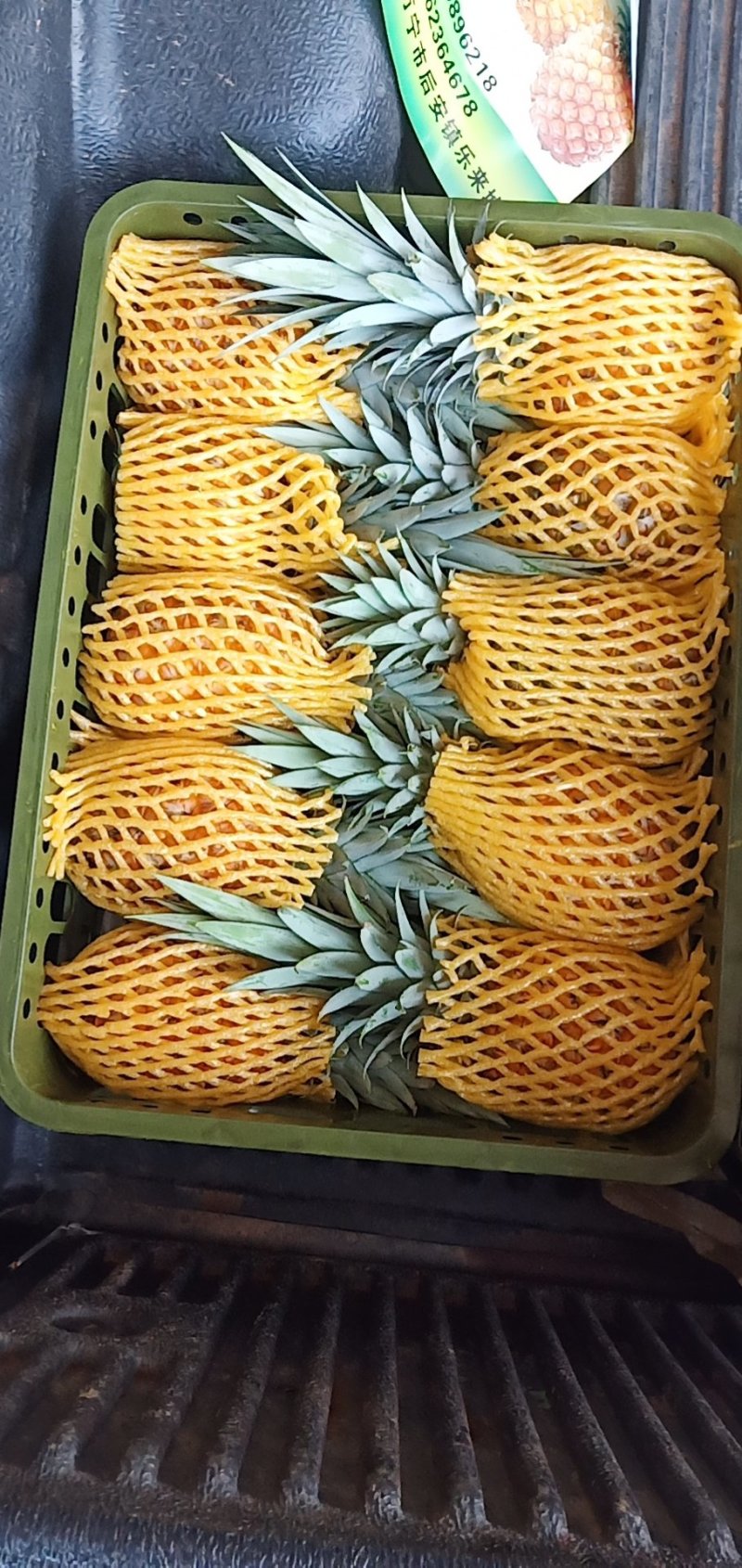 海南香蜜风梨欢迎来电地头考查