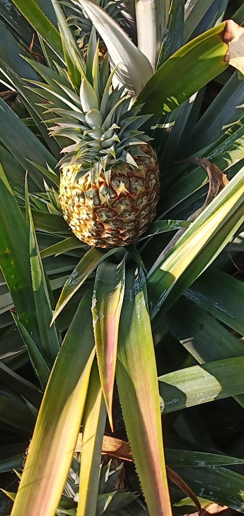 海南香蜜风梨欢迎来电地头考查