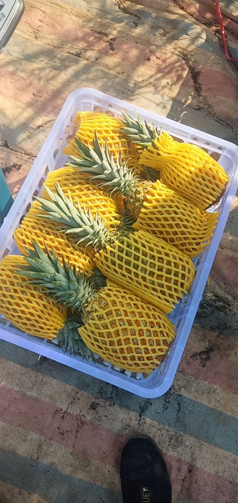 海南香蜜风梨欢迎来电地头考查