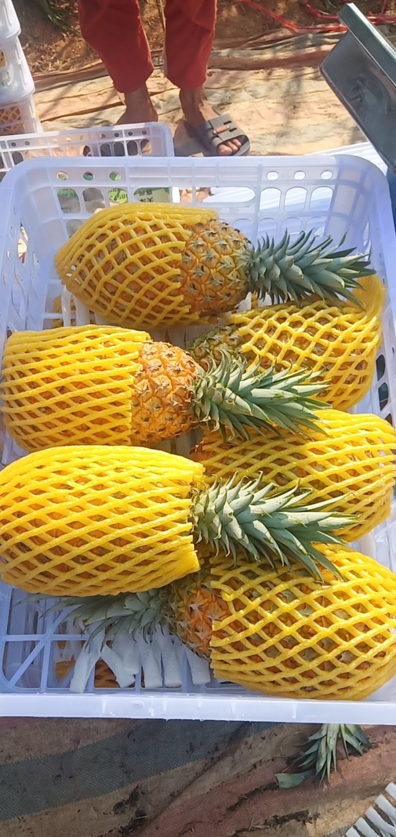 海南香蜜风梨欢迎来电地头考查