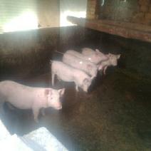 养殖销售，土白猪，小仔猪，陆川仔猪，长白猪