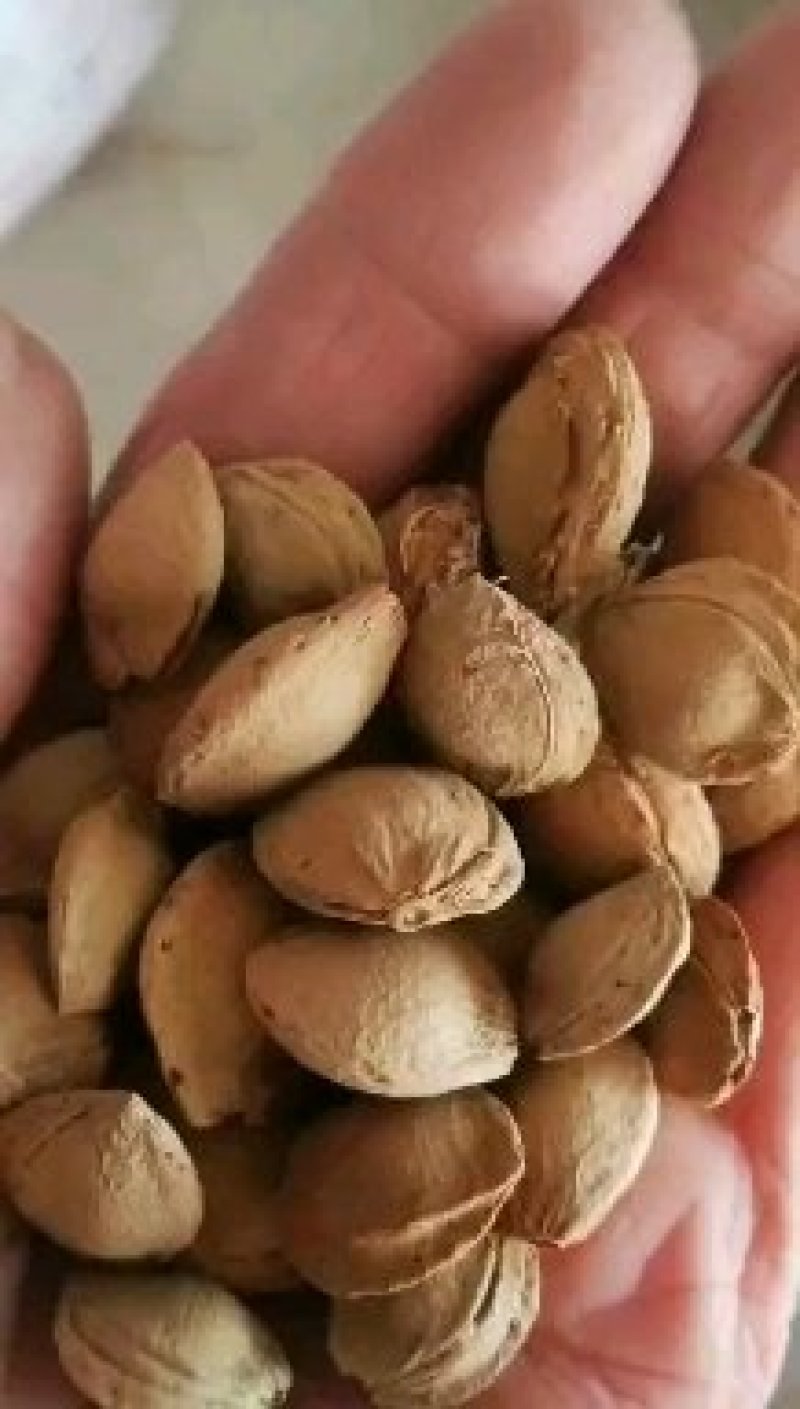 产地批发榆叶梅种子沙藏处理开壳率高小桃红种子