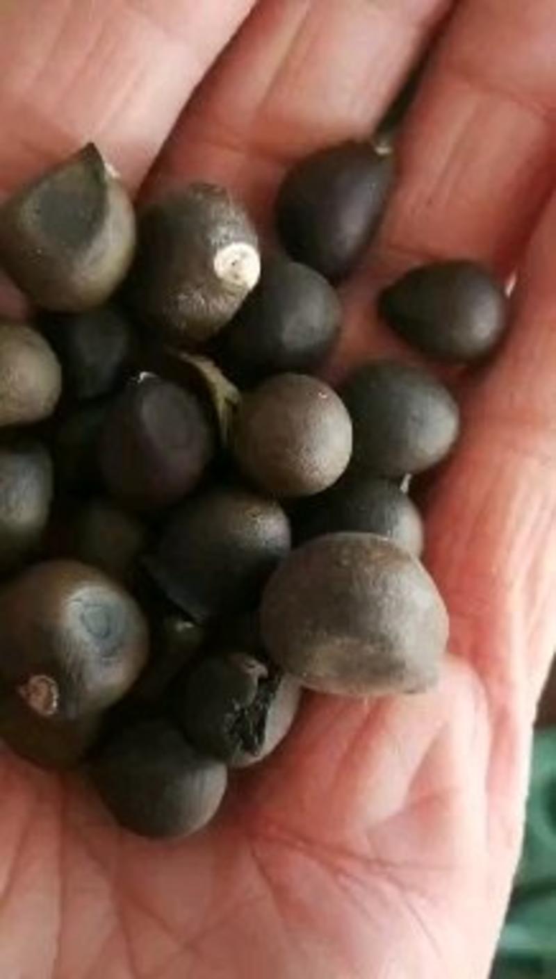 产地批发榆叶梅种子沙藏处理开壳率高小桃红种子
