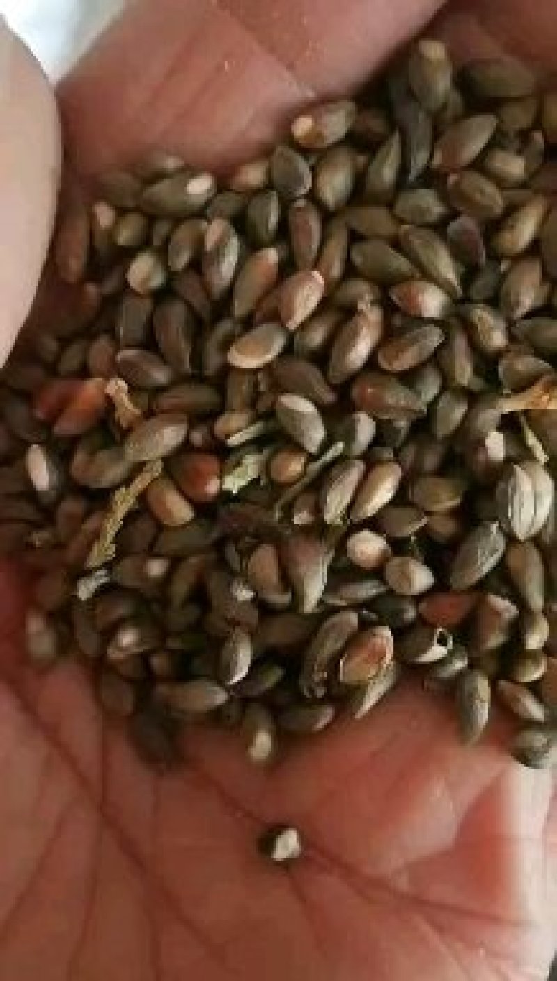 产地批发榆叶梅种子沙藏处理开壳率高小桃红种子