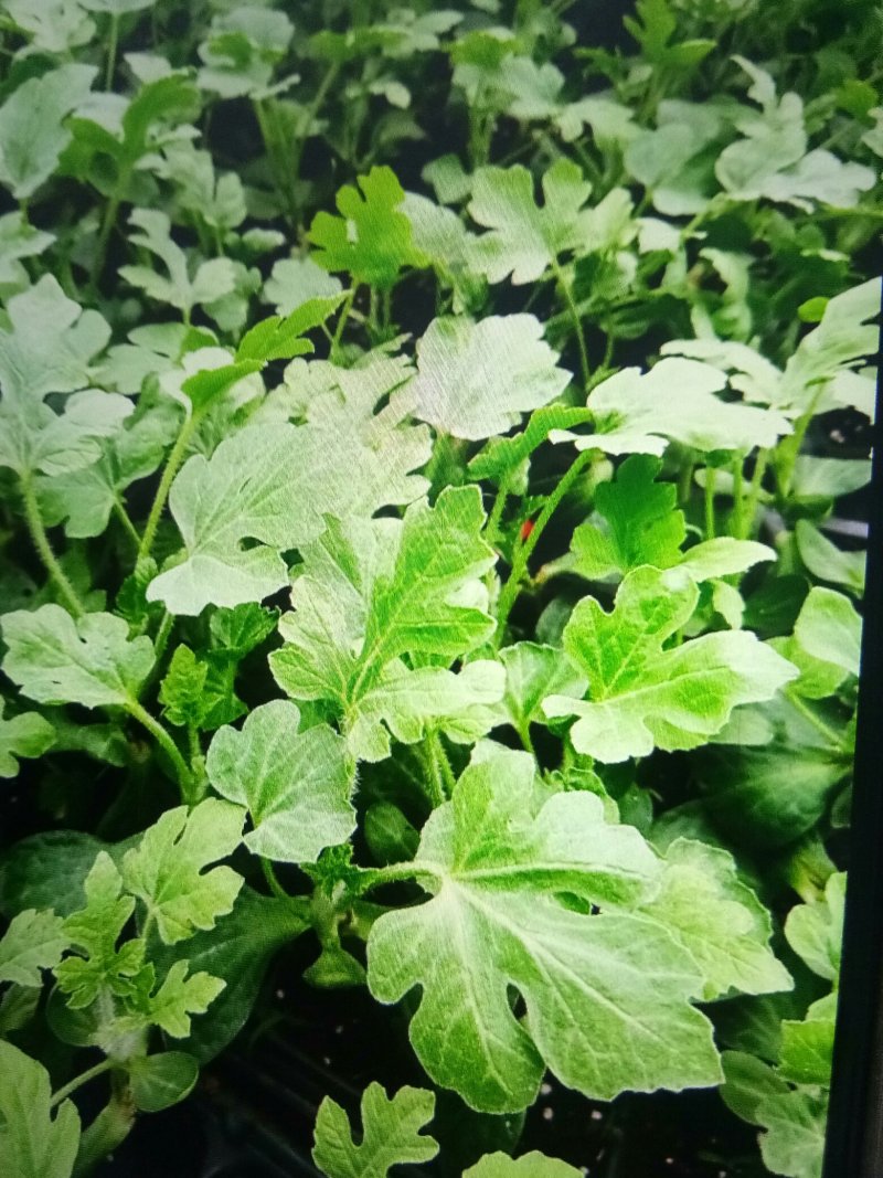 8424西瓜嫁接苗，成活率高，品质保证，大量有货，欢迎来电
