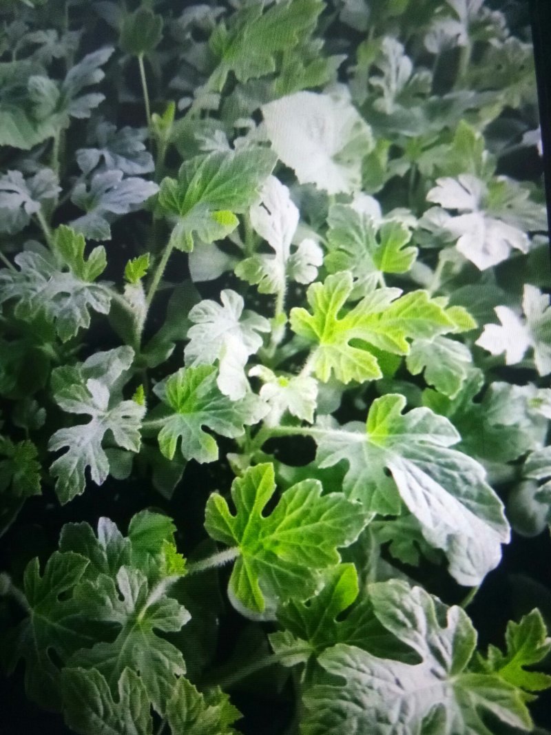 8424西瓜嫁接苗，成活率高，品质保证，大量有货，欢迎来电