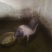 养殖销售，土白猪，小仔猪，陆川仔猪，长白猪