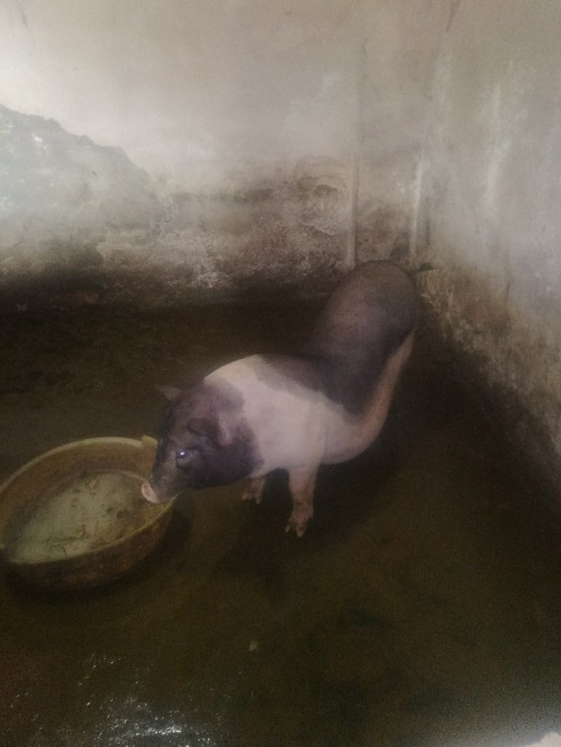养殖销售，土白猪，小仔猪，陆川仔猪，长白猪