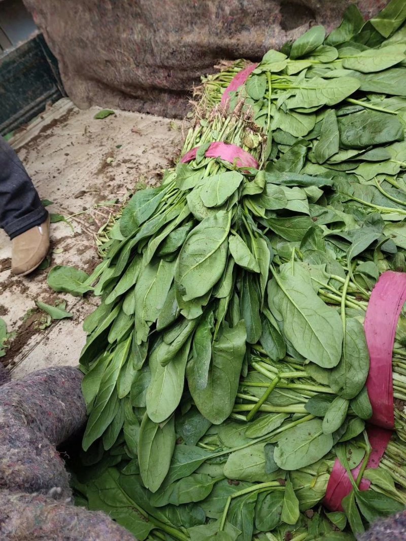 小叶杆菠菜大量供应，常年供应各大市场、加工厂、食堂…