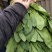 小叶杆菠菜大量供应，常年供应各大市场、加工厂、食堂…
