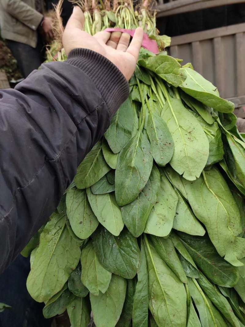 小叶杆菠菜大量供应，常年供应各大市场、加工厂、食堂…