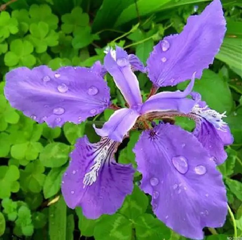 马兰花种子多年生草本植物。