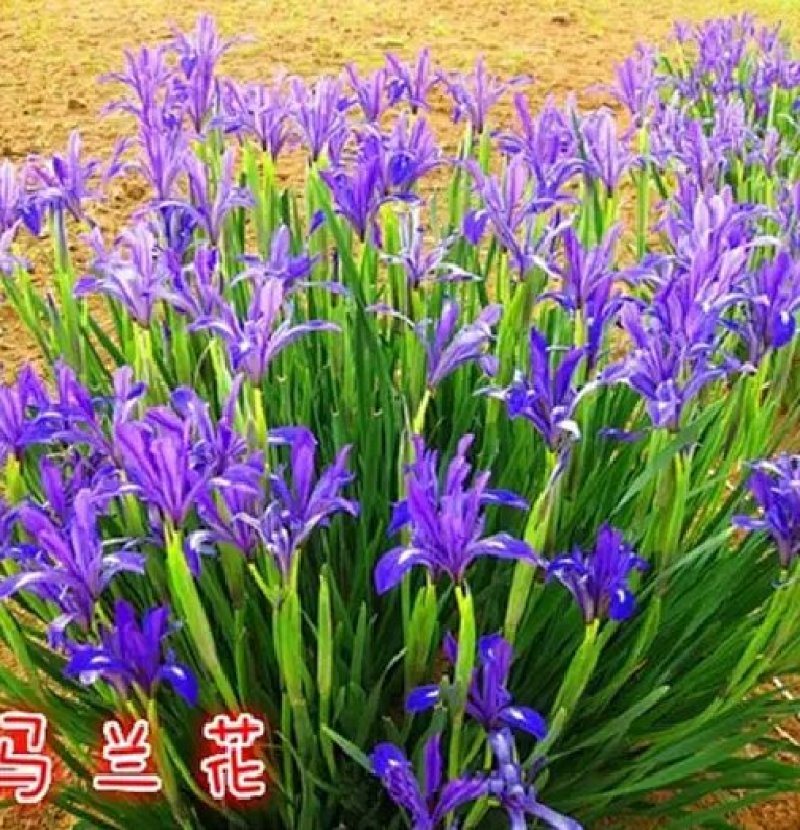 马兰花种子多年生草本植物。