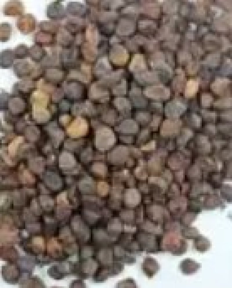 马兰花种子多年生草本植物。