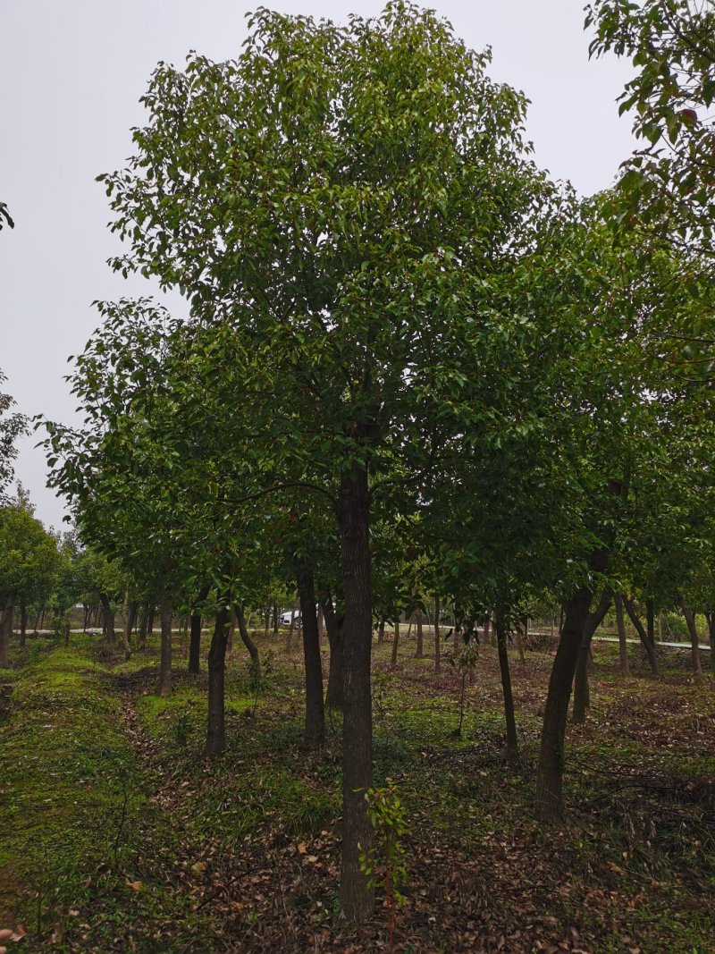 香樟14公分，南京香樟基地14公分香樟，香樟价格