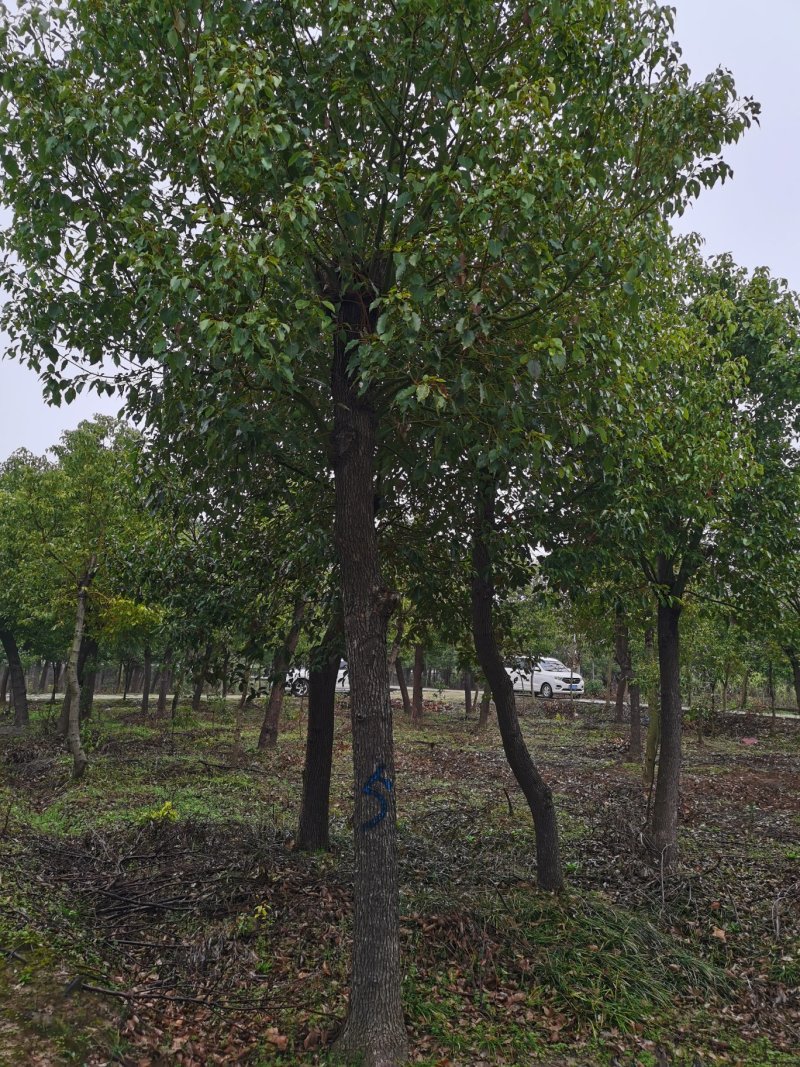 香樟14公分，南京香樟基地14公分香樟，香樟价格