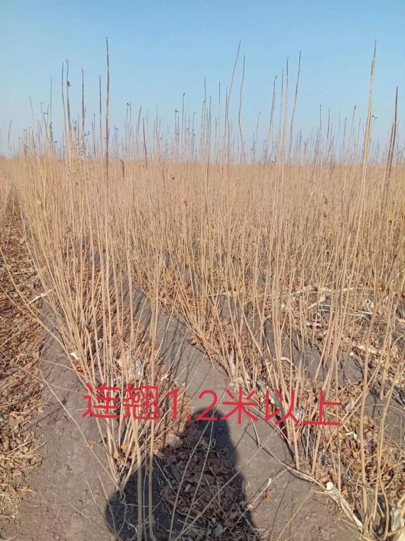 金山绣线菊金焰绣线菊扦插小苗价格合理