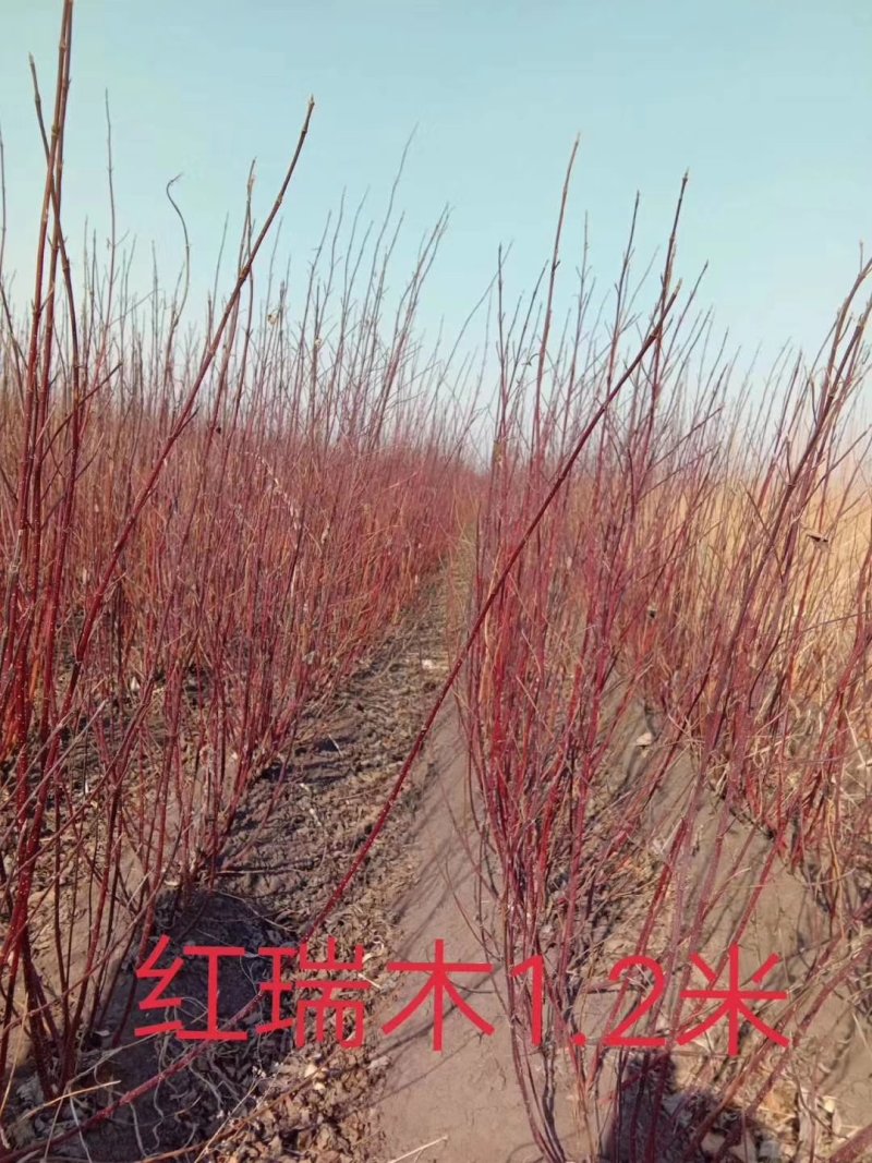 金山绣线菊金焰绣线菊扦插小苗价格合理