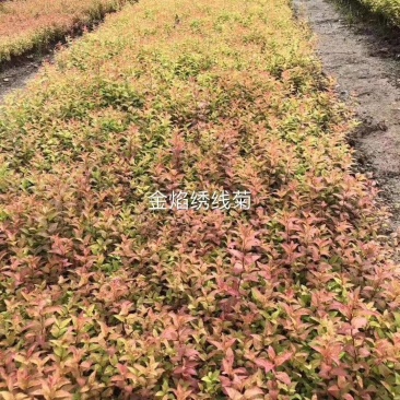 金山绣线菊金焰绣线菊扦插小苗价格合理