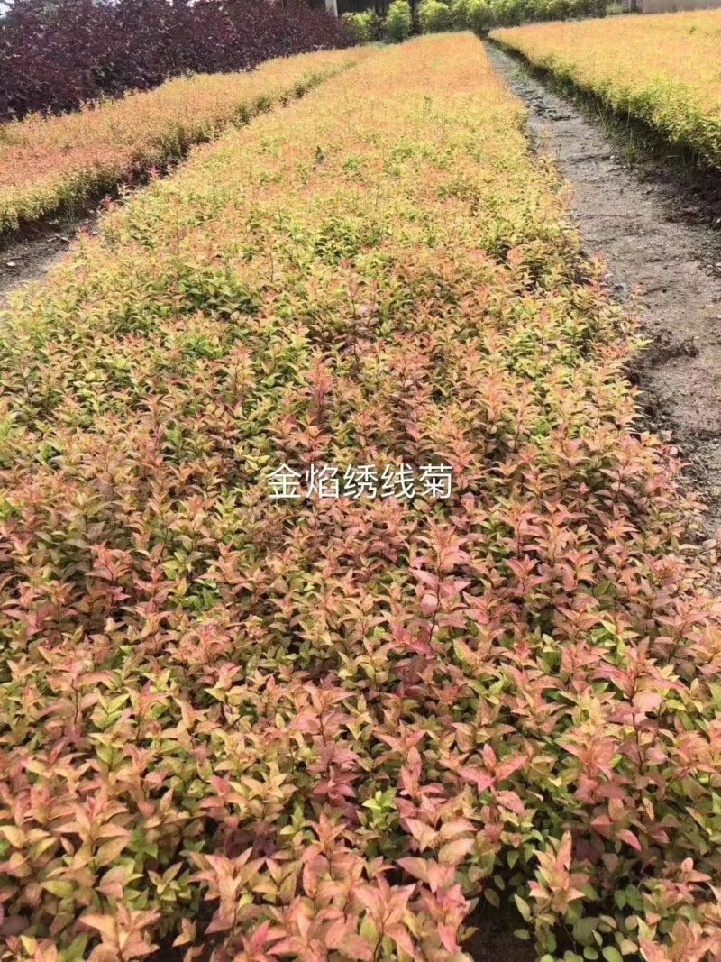 金山绣线菊金焰绣线菊扦插小苗价格合理