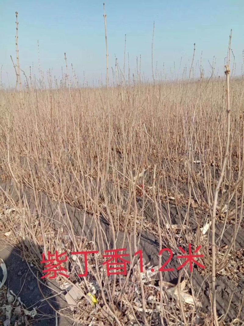 金山绣线菊金焰绣线菊扦插小苗价格合理