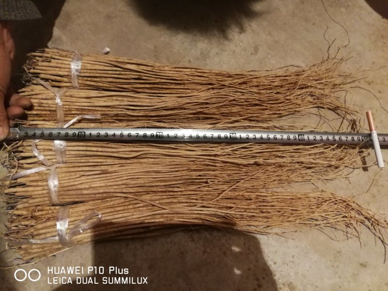 黄芪苗，绵黄芪苗，底杆黄芪苗产地供货
