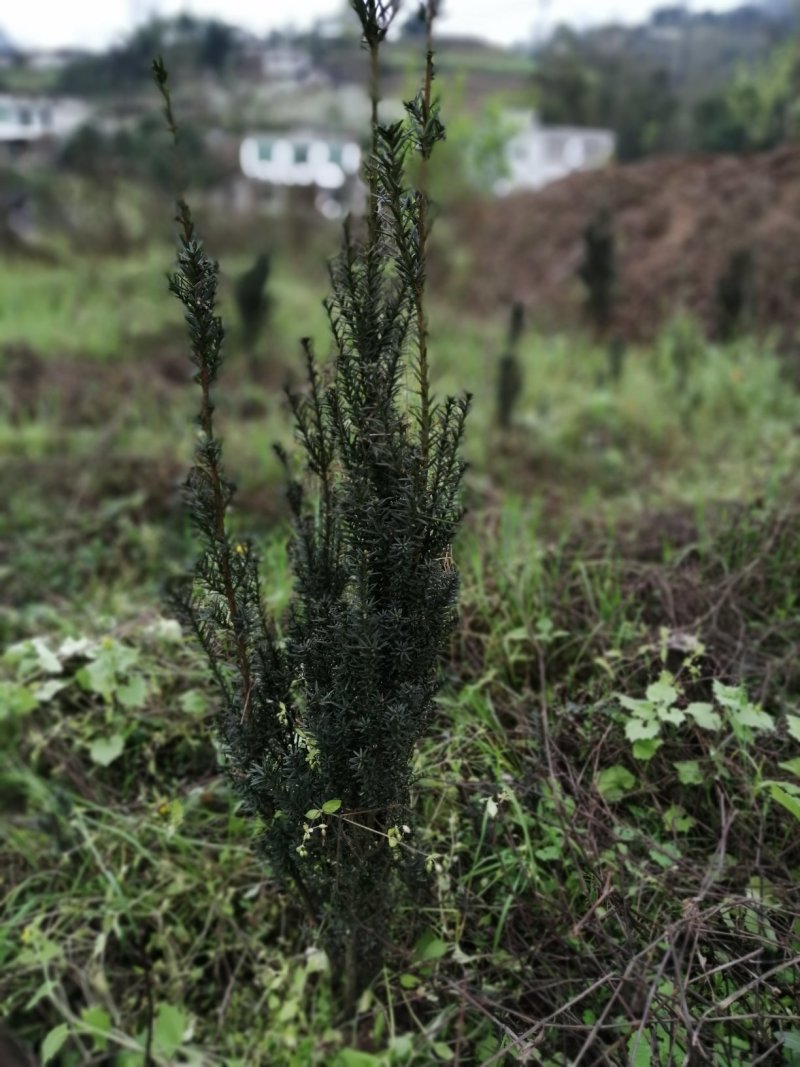 制作盆景更适合家里栽种的曼地亚红豆杉，富含高品格紫杉醇