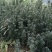 制作盆景更适合家里栽种的曼地亚红豆杉，富含高品格紫杉醇