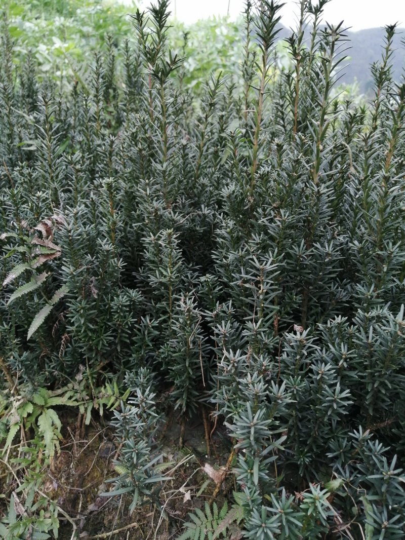 制作盆景更适合家里栽种的曼地亚红豆杉，富含高品格紫杉醇
