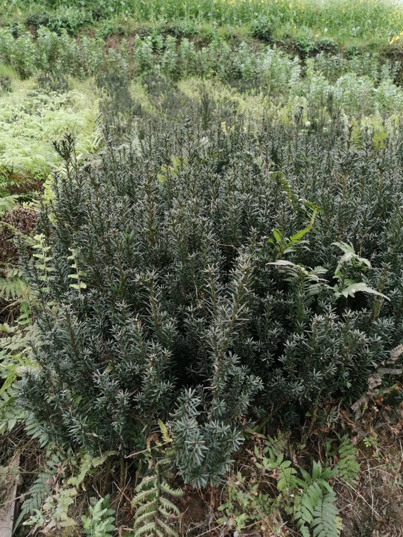 制作盆景更适合家里栽种的曼地亚红豆杉，富含高品格紫杉醇