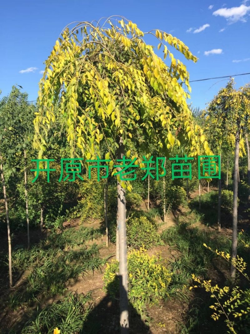 百花花楸水榆花楸北方观果树种园观赏效果好价格合理