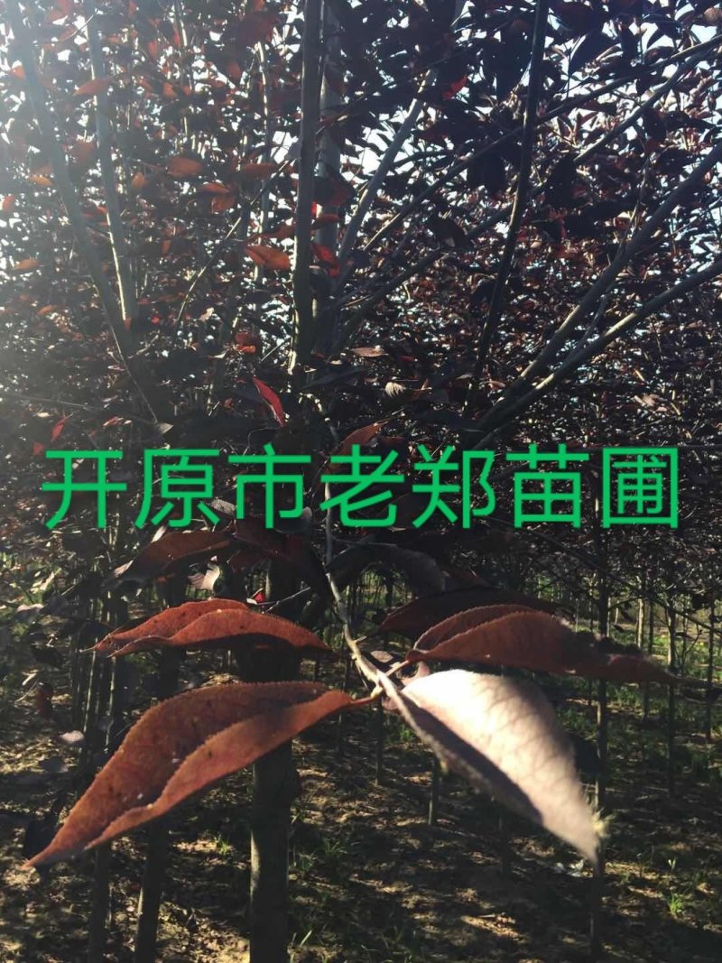 百花花楸水榆花楸北方观果树种园观赏效果好价格合理