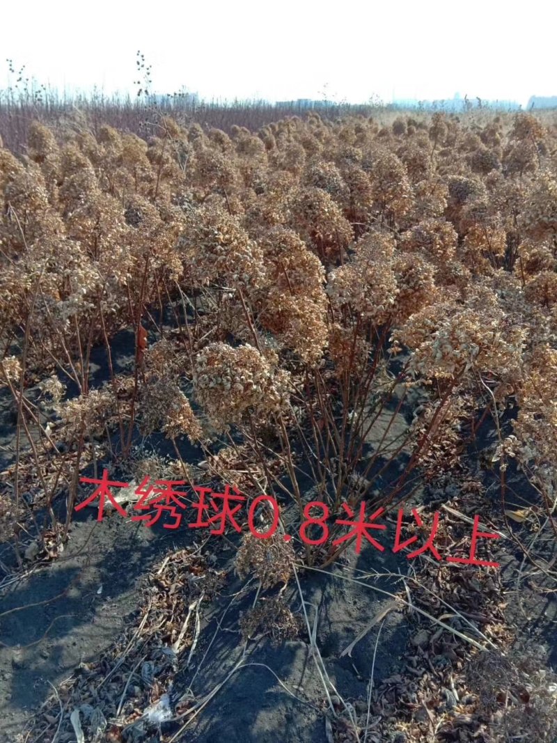 紫叶风箱果金叶枫箱果树苗彩叶绿篱苗实地看苗订购