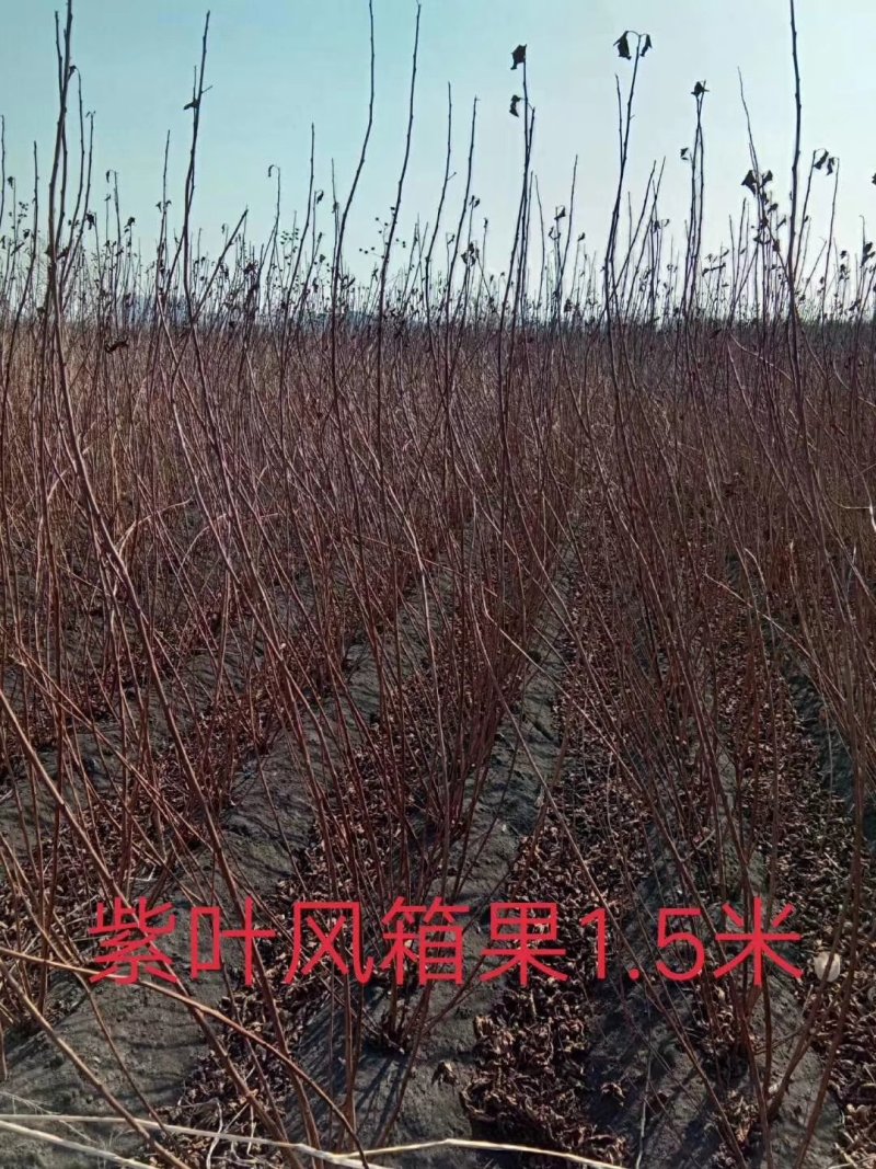 紫叶风箱果金叶枫箱果树苗彩叶绿篱苗实地看苗订购