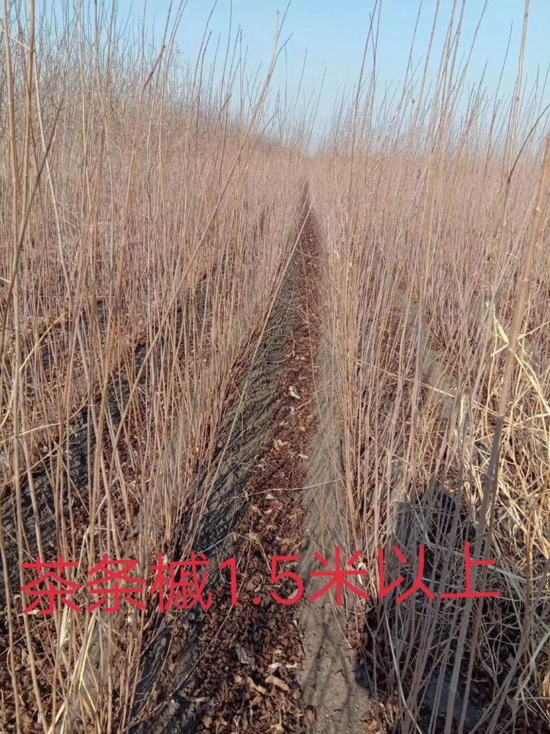 紫叶风箱果金叶枫箱果树苗彩叶绿篱苗实地看苗订购