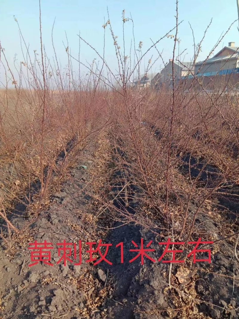 紫叶风箱果金叶枫箱果树苗彩叶绿篱苗实地看苗订购