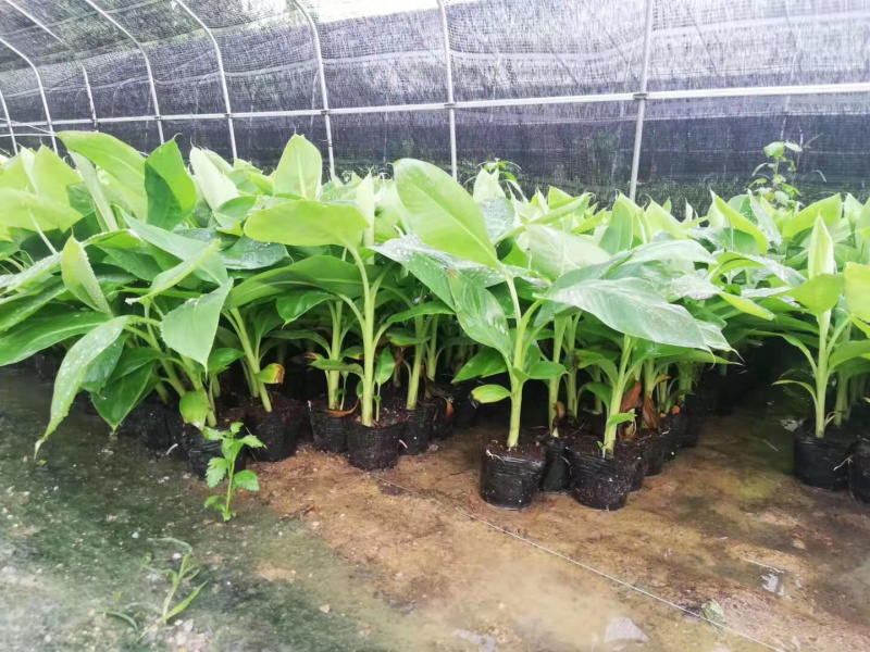西贡香蕉苗粉蕉苗威廉斯B6香蕉苗种植六个月挂果