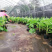 西贡香蕉苗粉蕉苗威廉斯B6香蕉苗种植六个月挂果