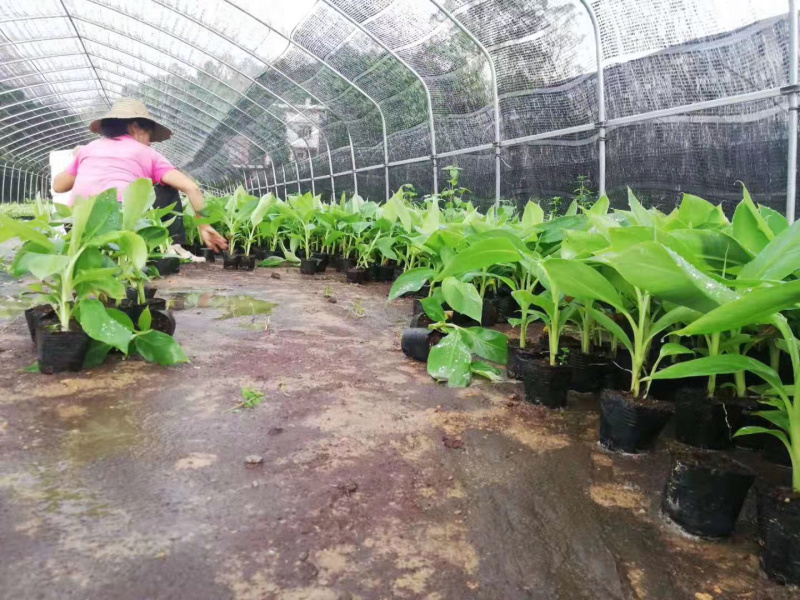 西贡香蕉苗粉蕉苗威廉斯B6香蕉苗种植六个月挂果