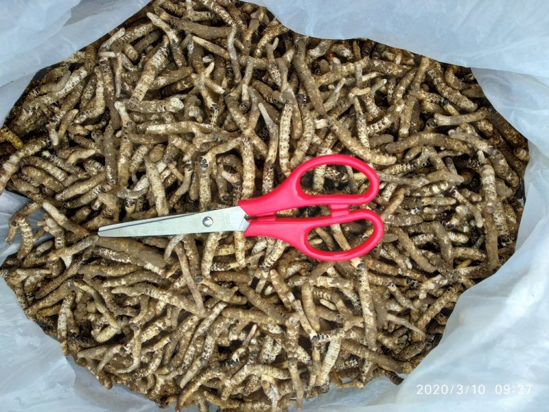 精选正宗无硫野生冬虫夏草生货产地直销一手货源非藏虫草干货
