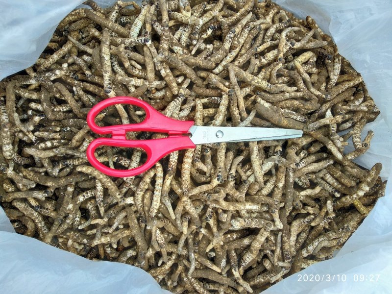 精选正宗无硫野生冬虫夏草生货产地直销一手货源非藏虫草干货