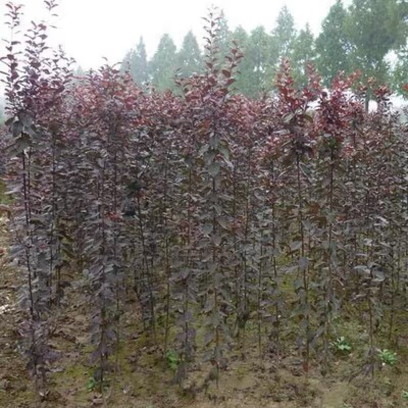 红叶李苗绿化树风景树苗