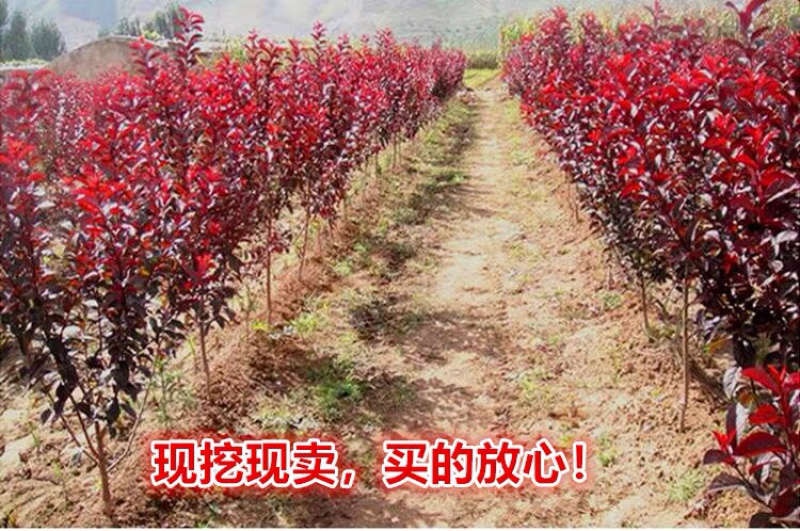 红叶李苗绿化树风景树苗