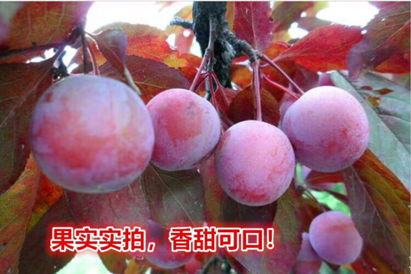 红叶李苗绿化树风景树苗