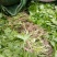 【芹菜苗】法国皇后精品芹菜苗当天拔苗，货源充足