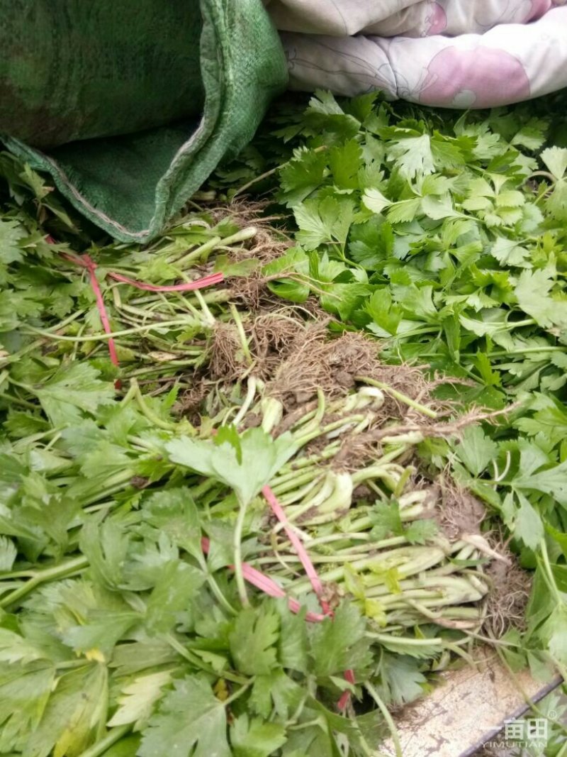 【芹菜苗】法国皇后精品芹菜苗当天拔苗，货源充足